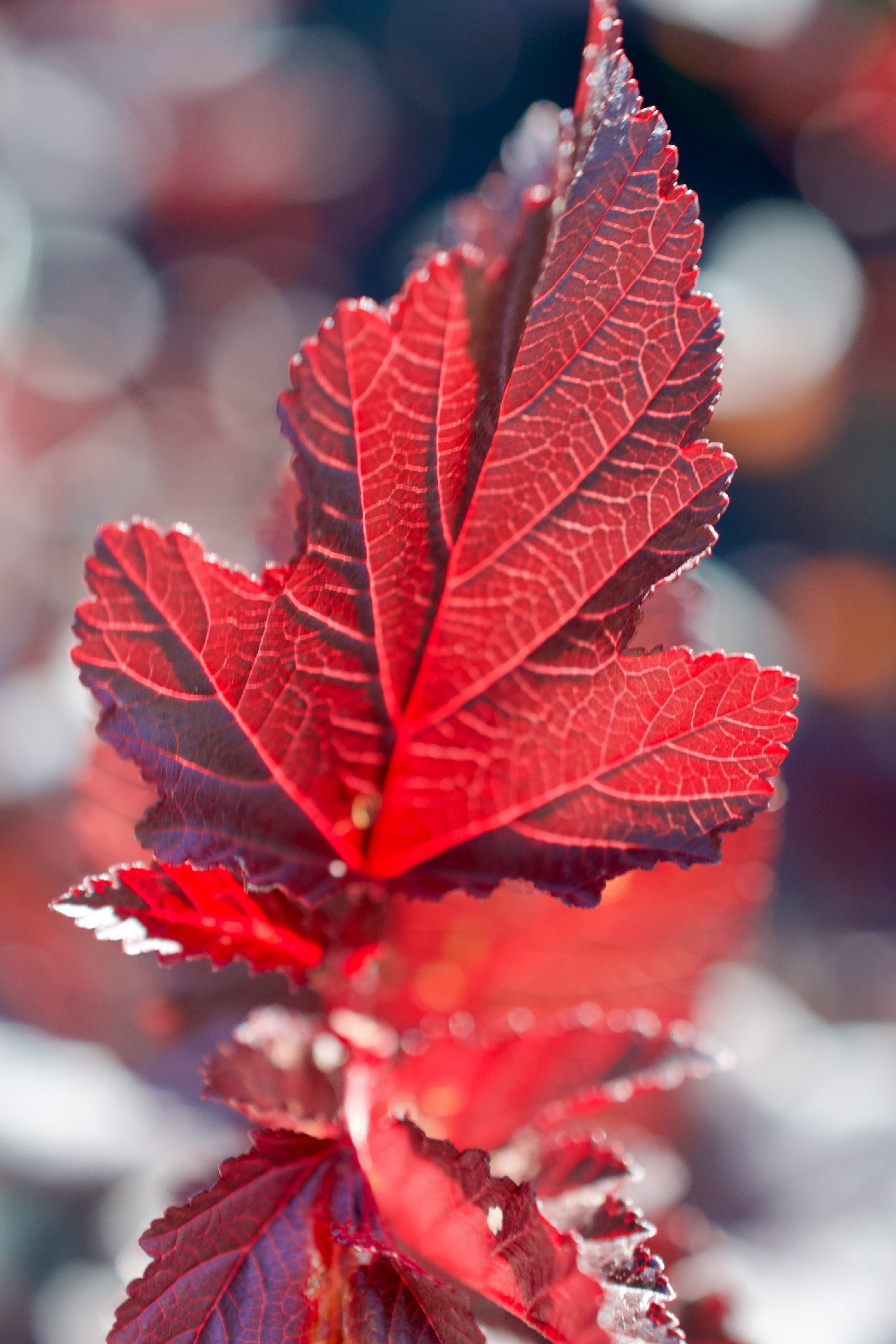 Physocarpus opulifolious 'Ginger Wine' - Ninebark – Fieldstone Gardens Inc