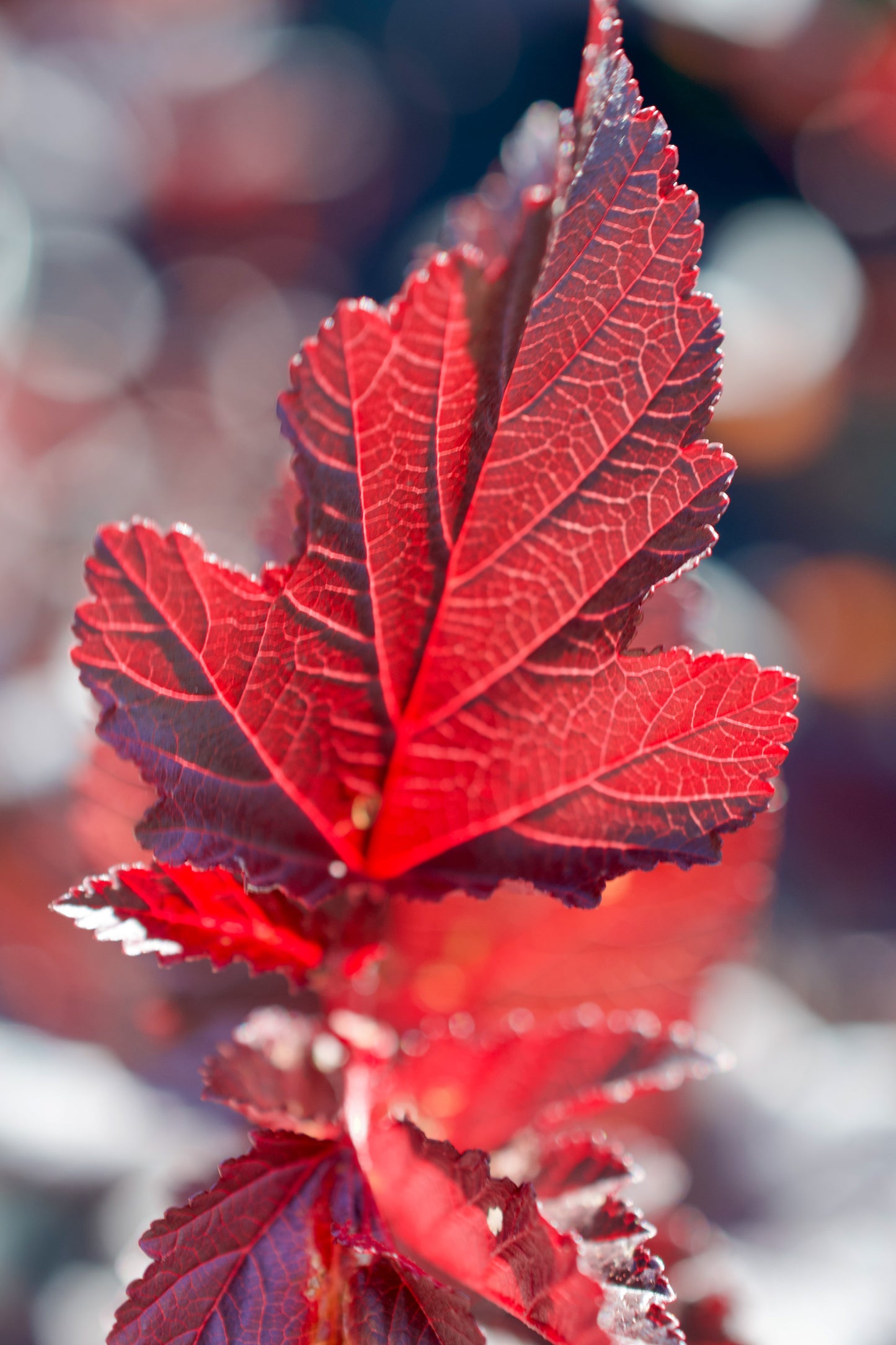 Physocarpus opulifolious 'Ginger Wine' - Ninebark