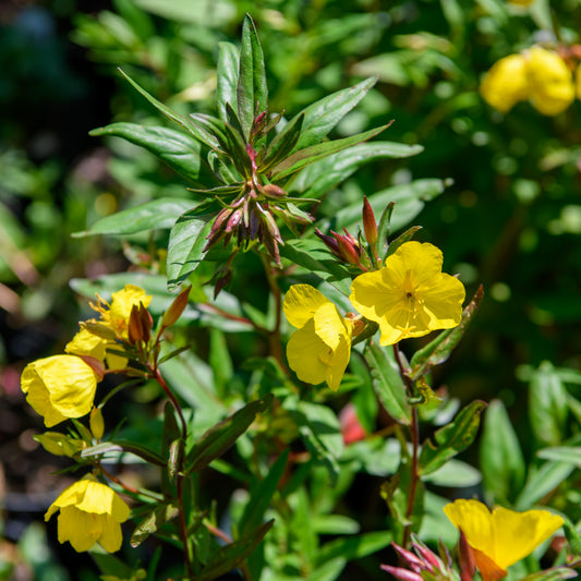 Oenothera tetragona (Evening Primrose)