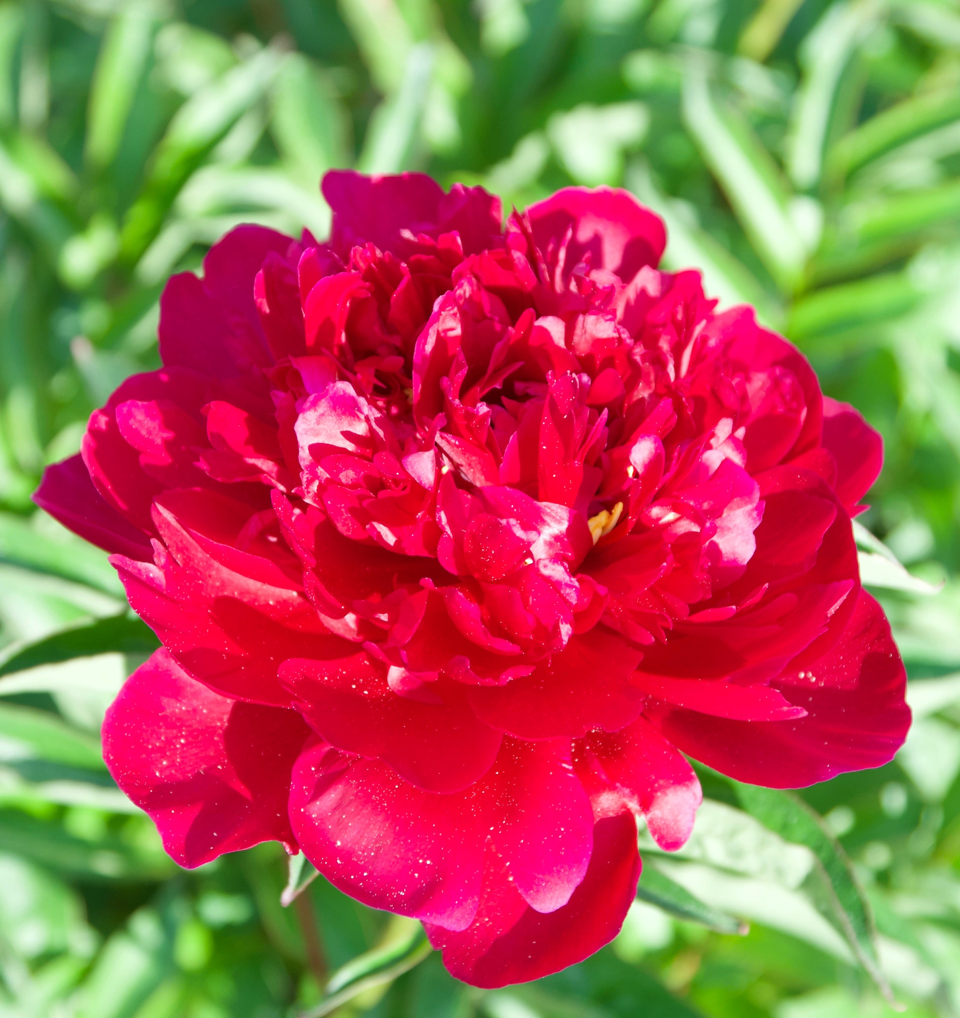 Paeonia lactiflora 'Adolphe Rousseau' (Peony)