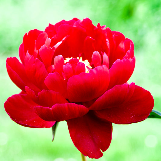 Paeonia lactiflora 'Benjamin Franklin'  (Peony)