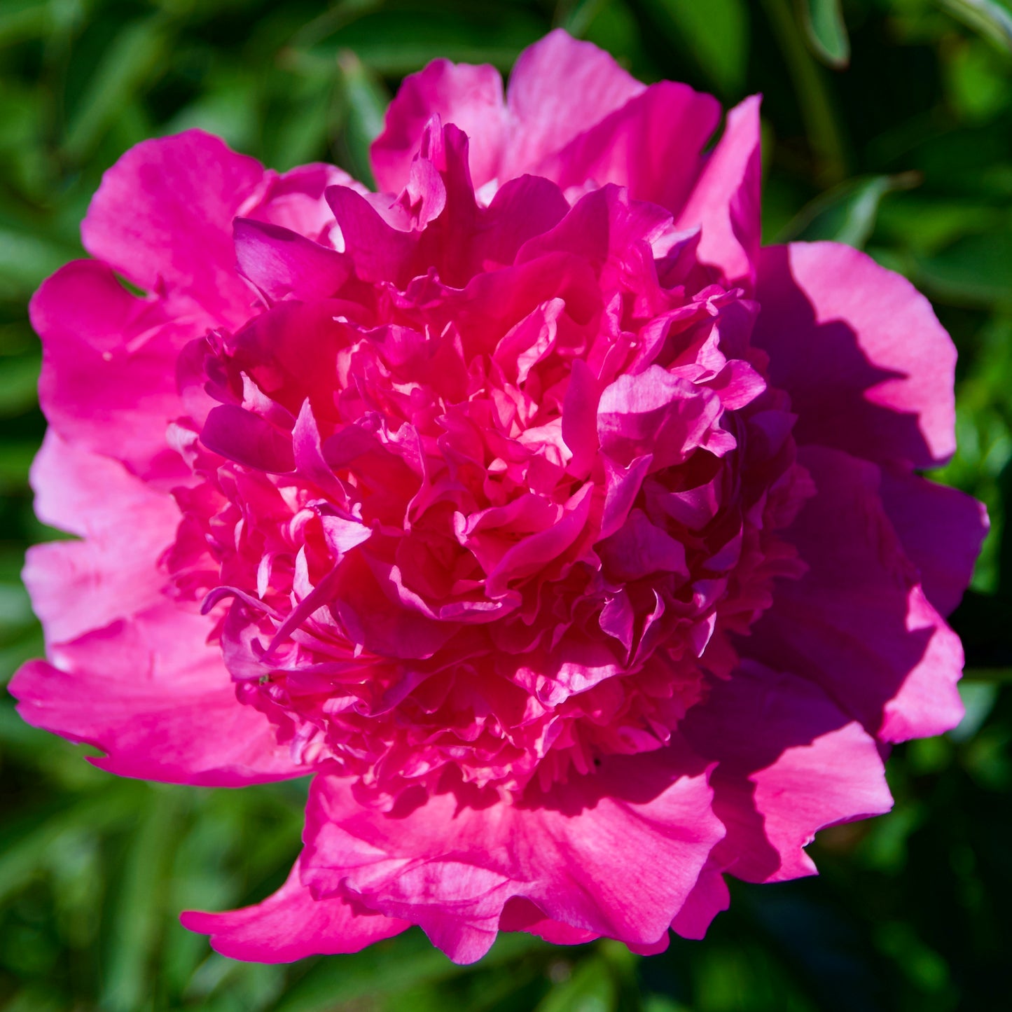 Paeonia lactiflora 'Best Man'