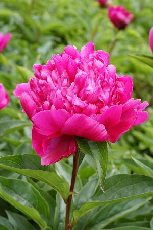 Paeonia lactiflora 'Big Ben' (Peony)