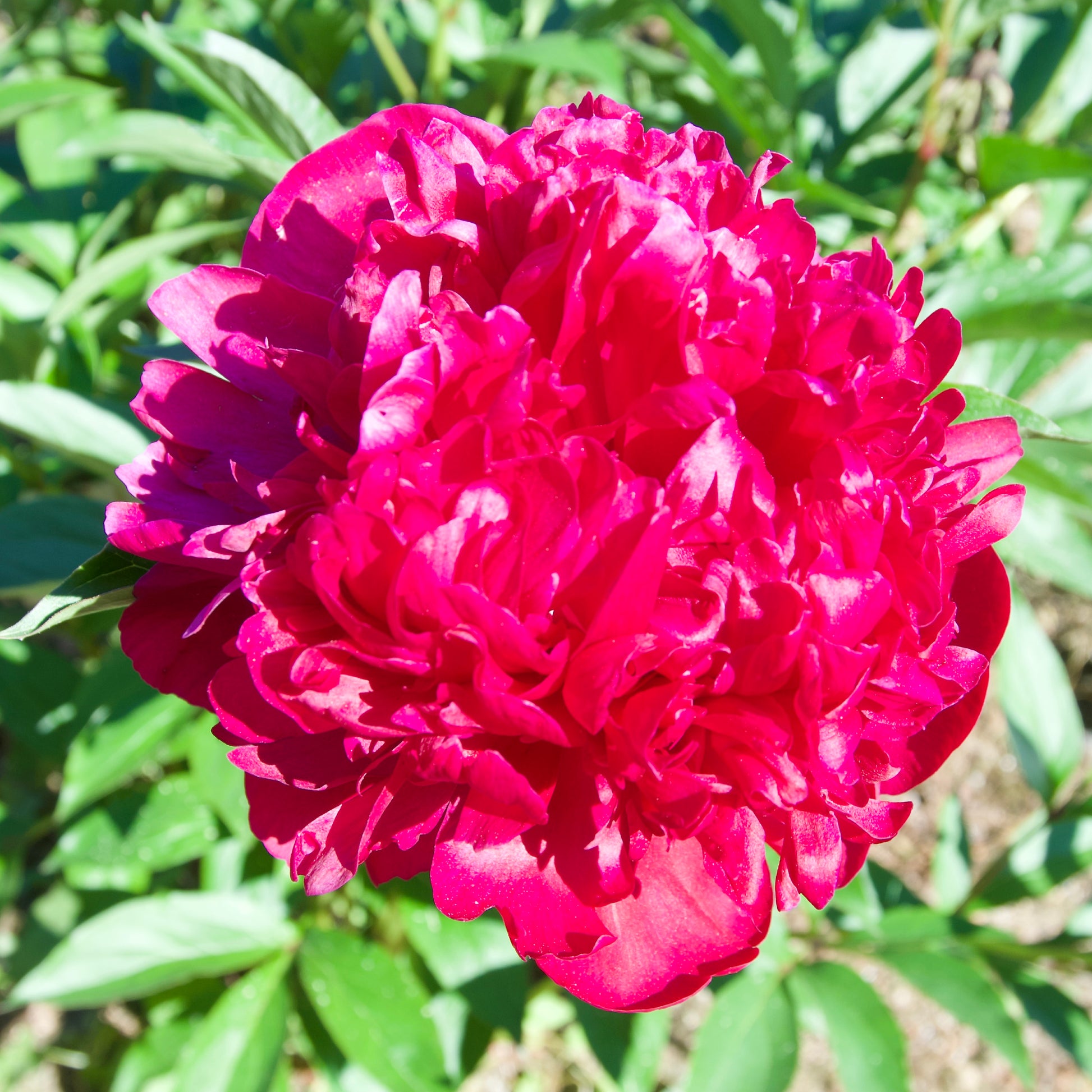 black beauty peony flower seeds Paeonia lactiflora 'Black Beauty' (Peony)