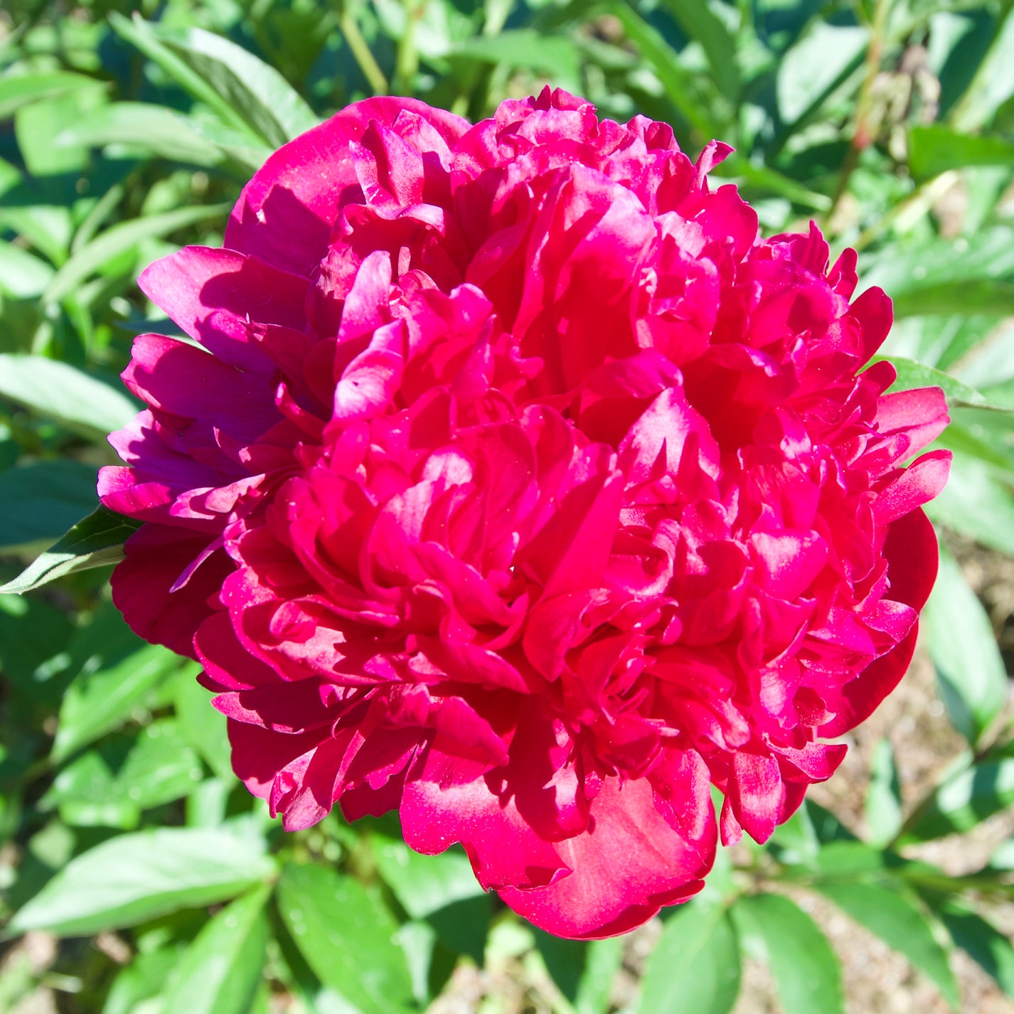 Paeonia Lactiflora 'black Beauty' – Fieldstone Gardens Inc