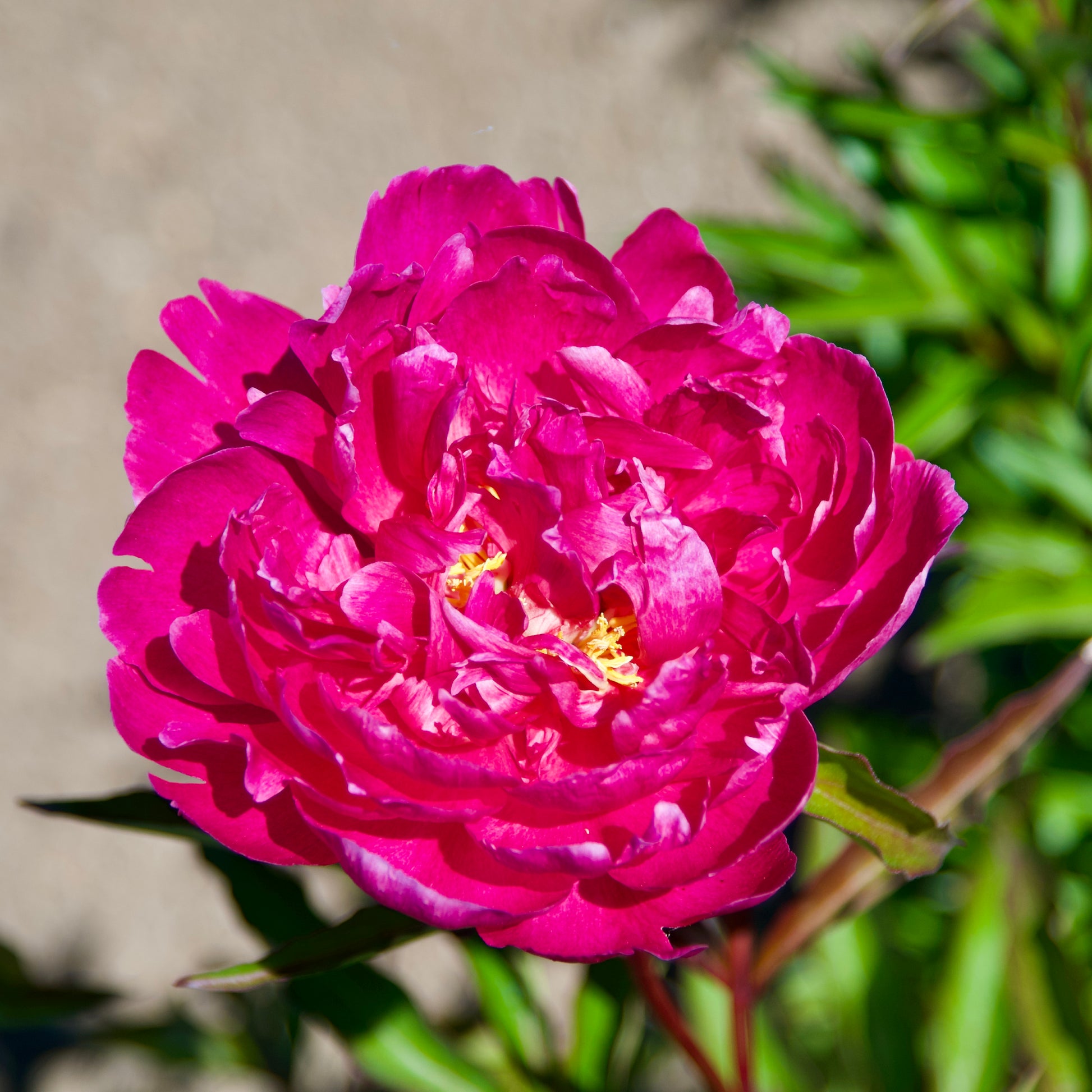 Paeonia lactiflora 'Bunker Hill'