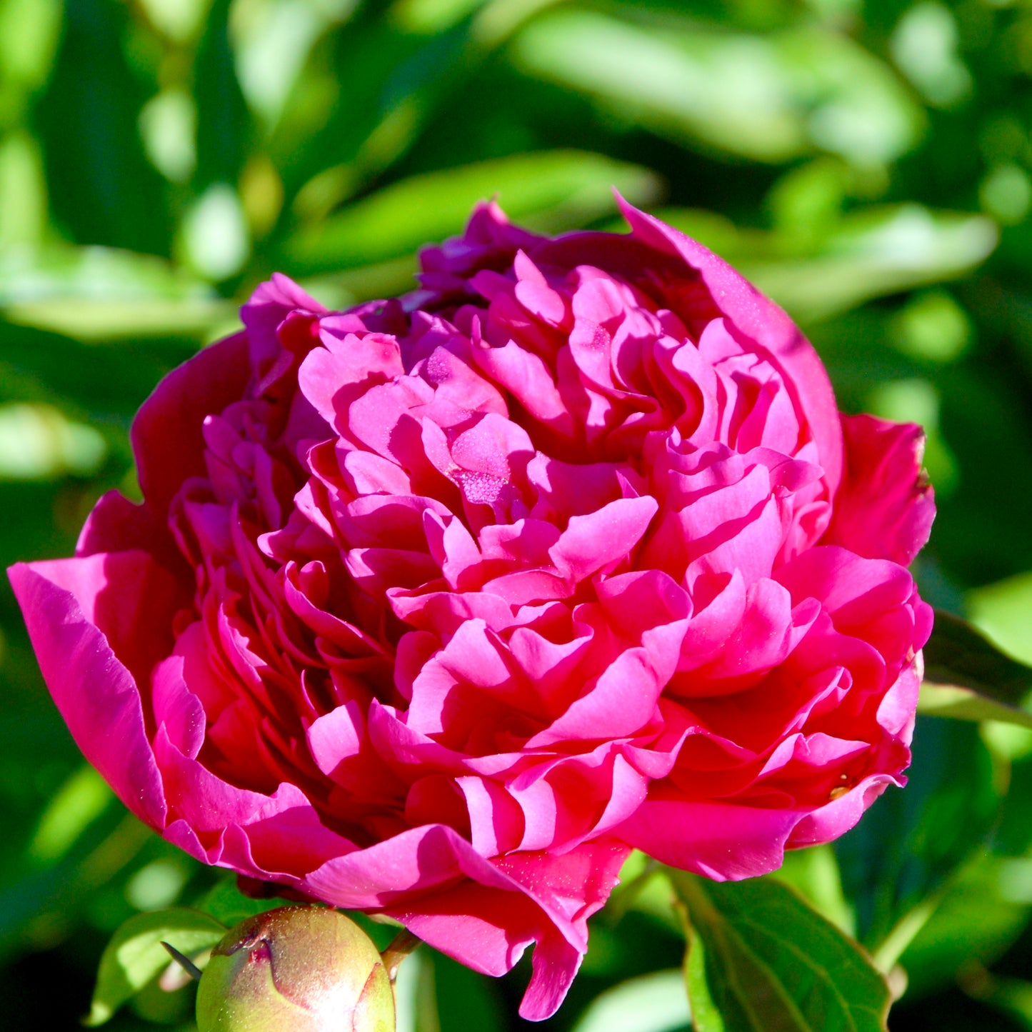 Paeonia lactiflora  'Felix Crousse'