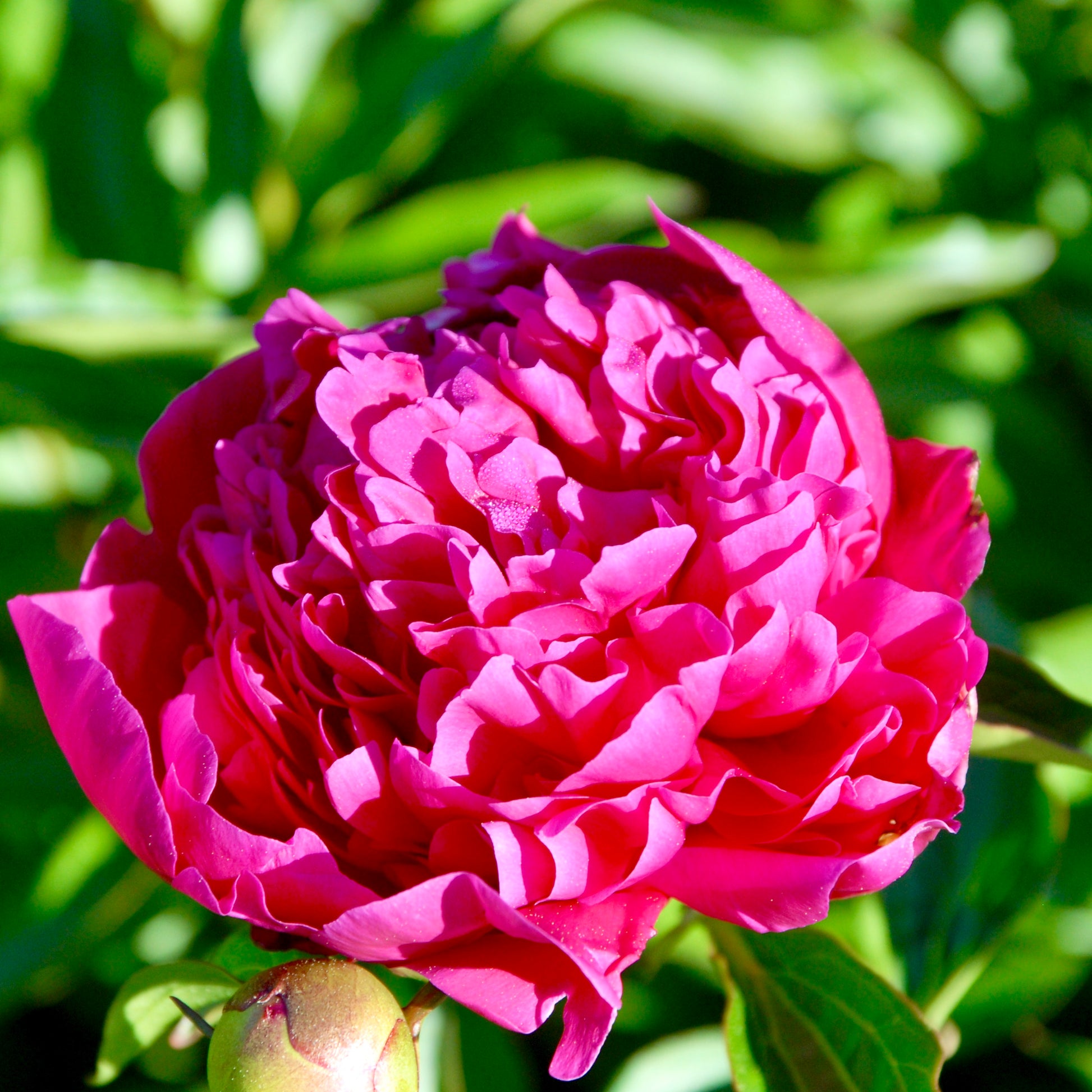 Paeonia lactiflora  'Felix Crousse'