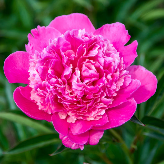 Paeonia lactiflora 'General MacMahon' (Peony)