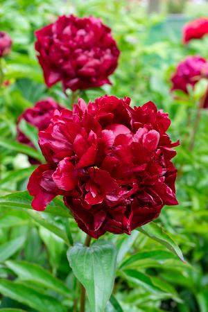 Paeonia lactiflora 'Highlight' (Peony)