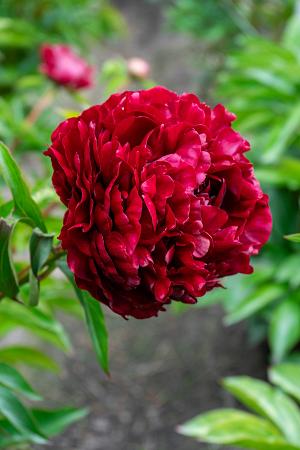 Paeonia lactiflora 'Highlight' (Peony)
