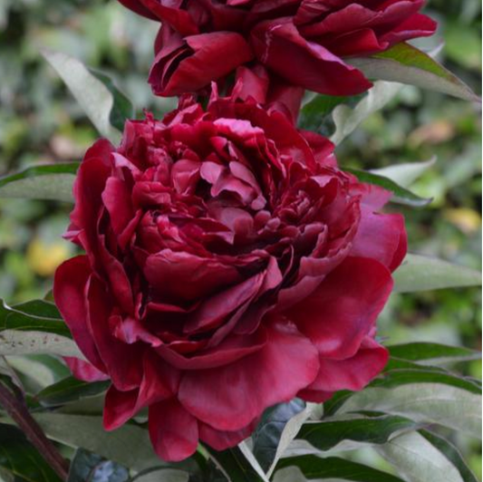 Paeonia lactiflora 'Highlight' (Peony)