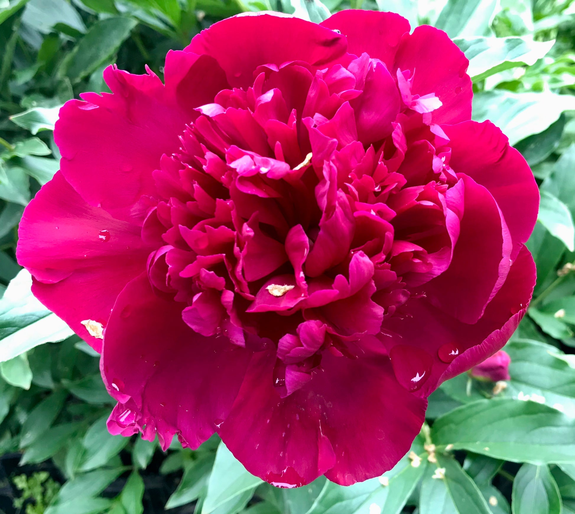 Paeonia lactiflora 'Inspecteur Lavergne'