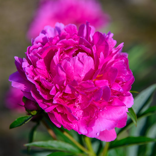 Paeonia lactiflora 'Inspecteur Lavergne' (Peony)