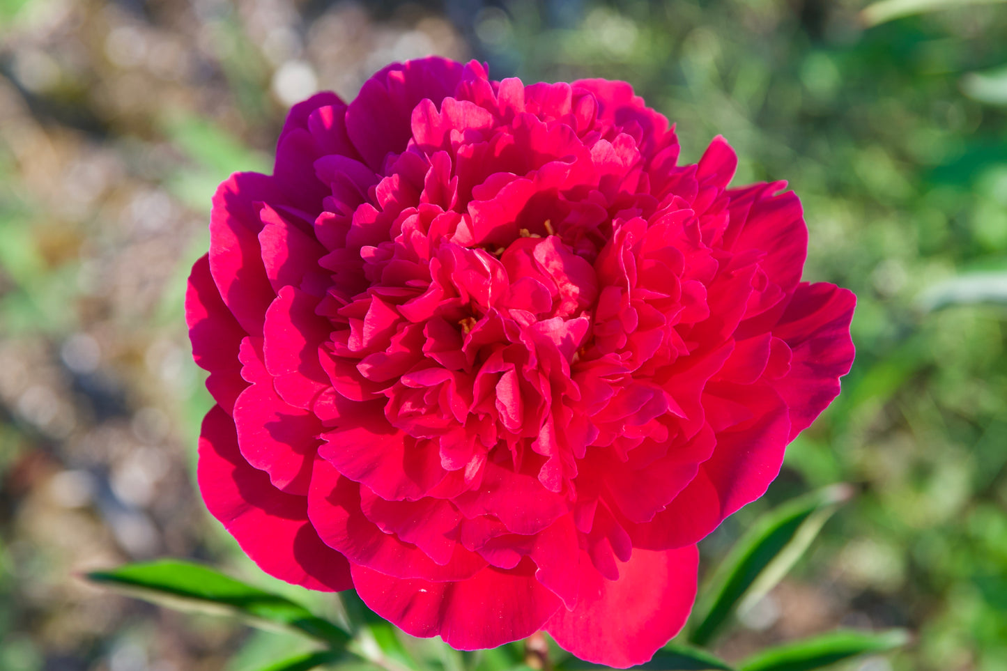 Paeonia lactiflora  'Kansas'