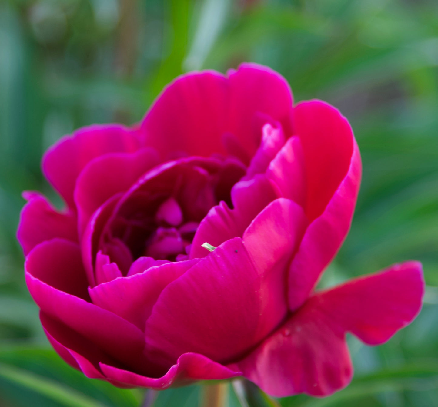 Paeonia lactiflora 'L'Eclatante'