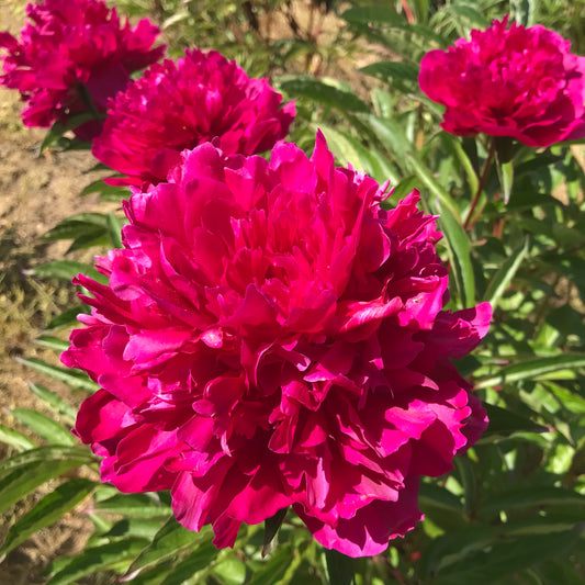 Paeonia lactiflora  'Longfellow'