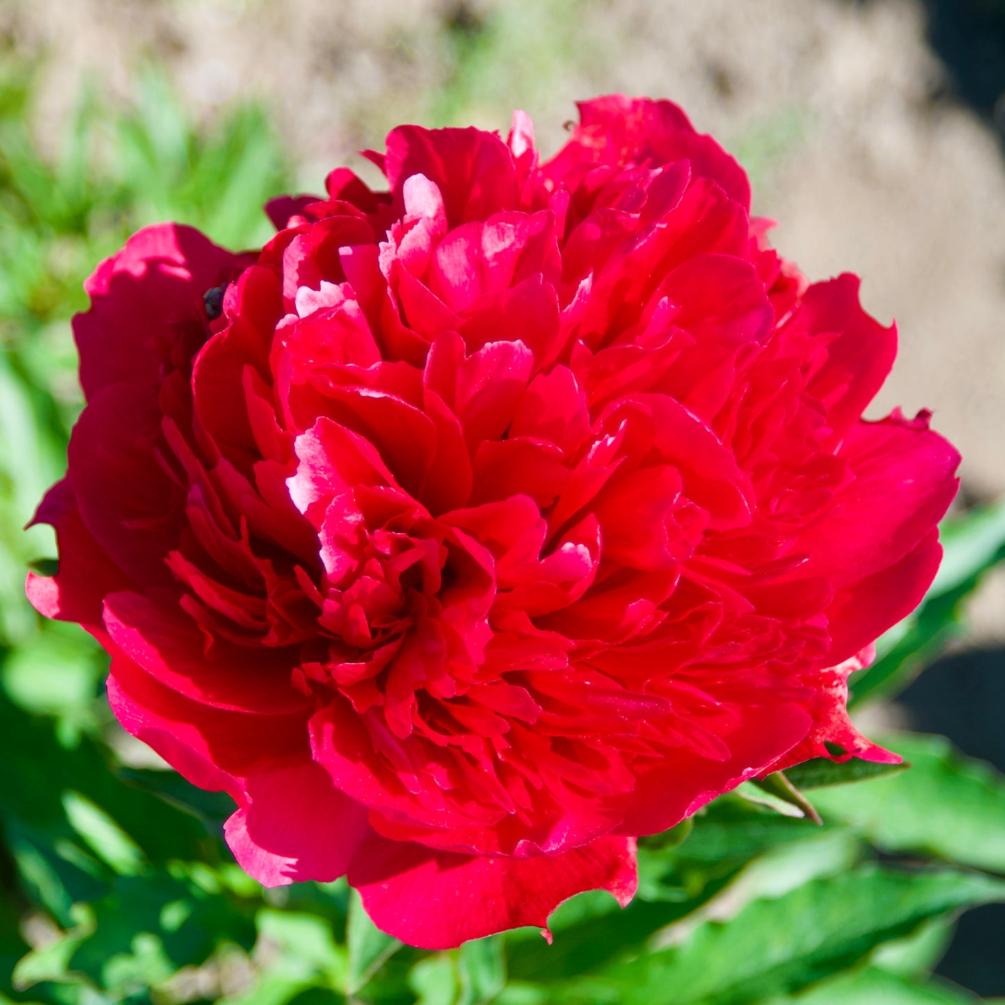 Paeonia lactiflora  'Many Happy Returns'