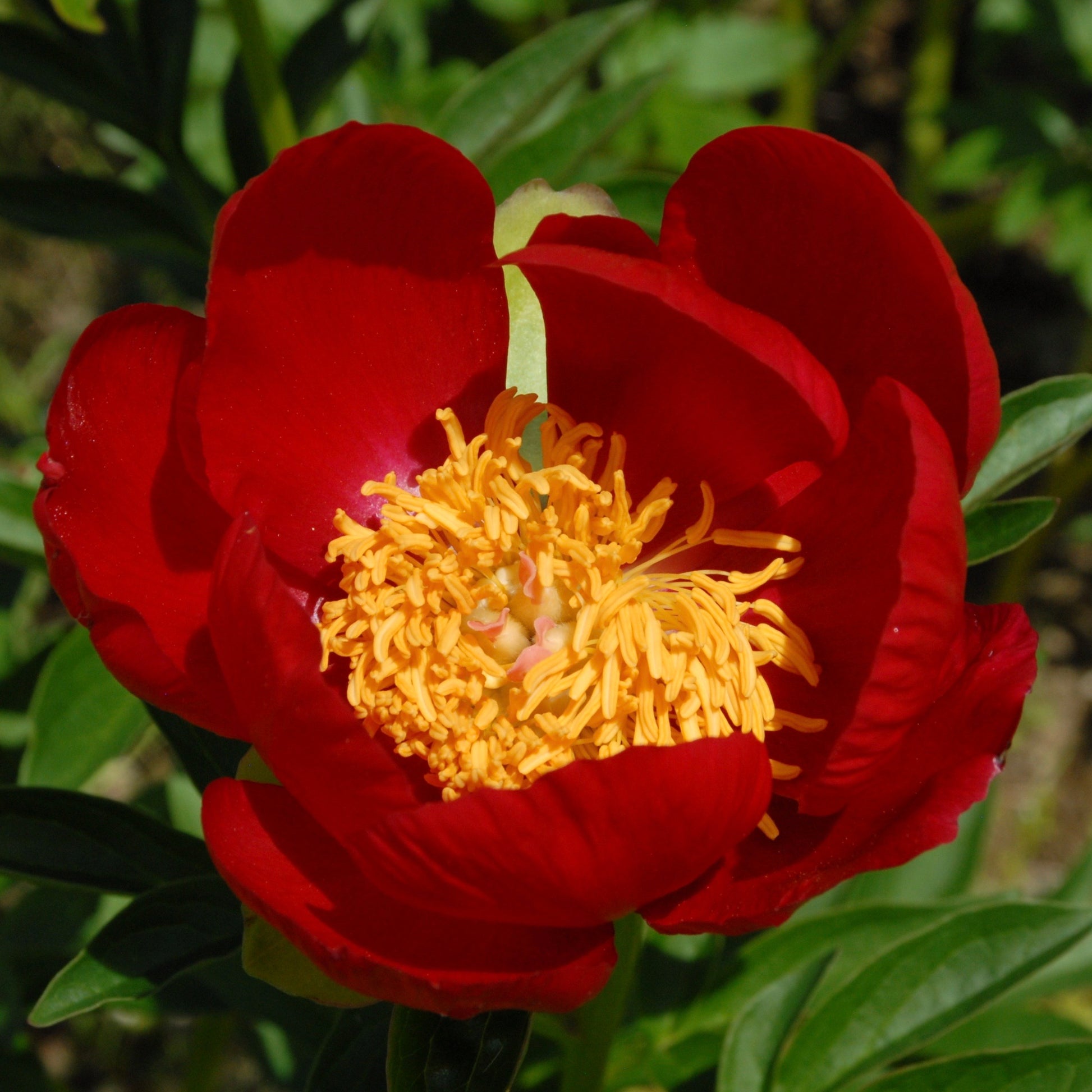 Paeonia lactiflora 'Montezuma'