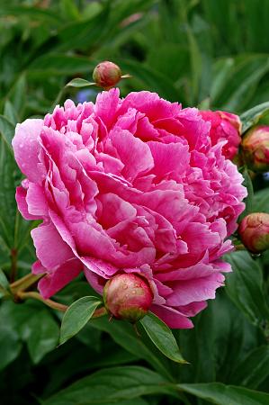 Paeonia lactiflora 'Victoire de la Marne'