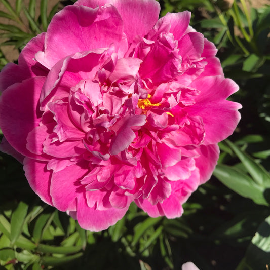 Paeonia lactiflora  'Auguste Dessert'