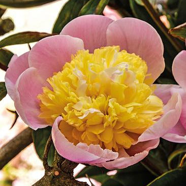Paeonia lactiflora 'Butter Bowl' (Peony)