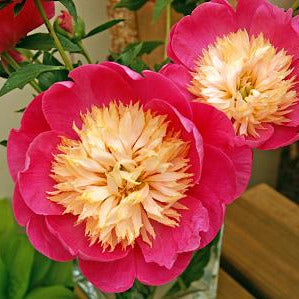 Close-up of pink and yellow flowers with a blurred background
