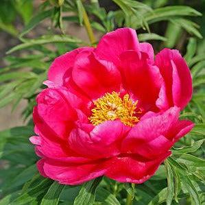 Paeonia (Herbaceous Hybrid) 'Coral Fay' (Peony)