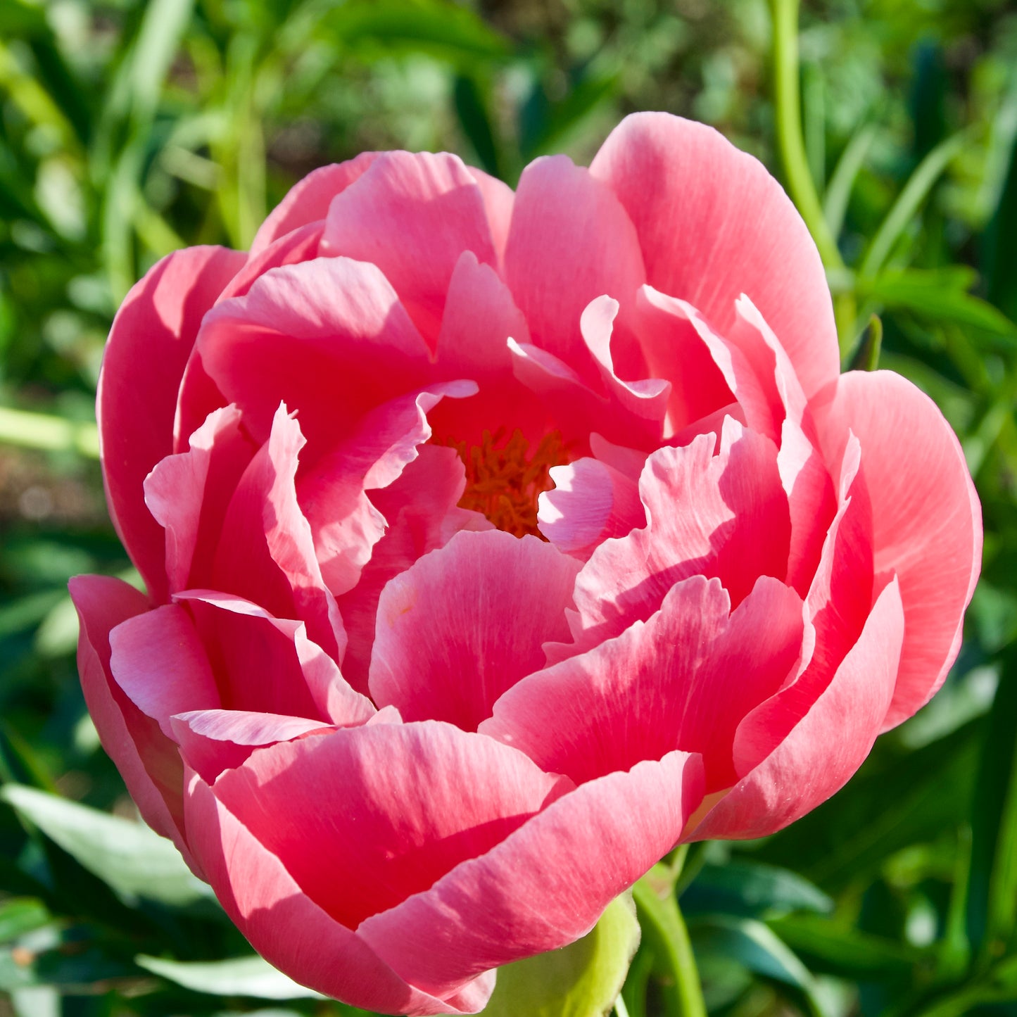 Paeonia lactiflora 'Coral Supreme'