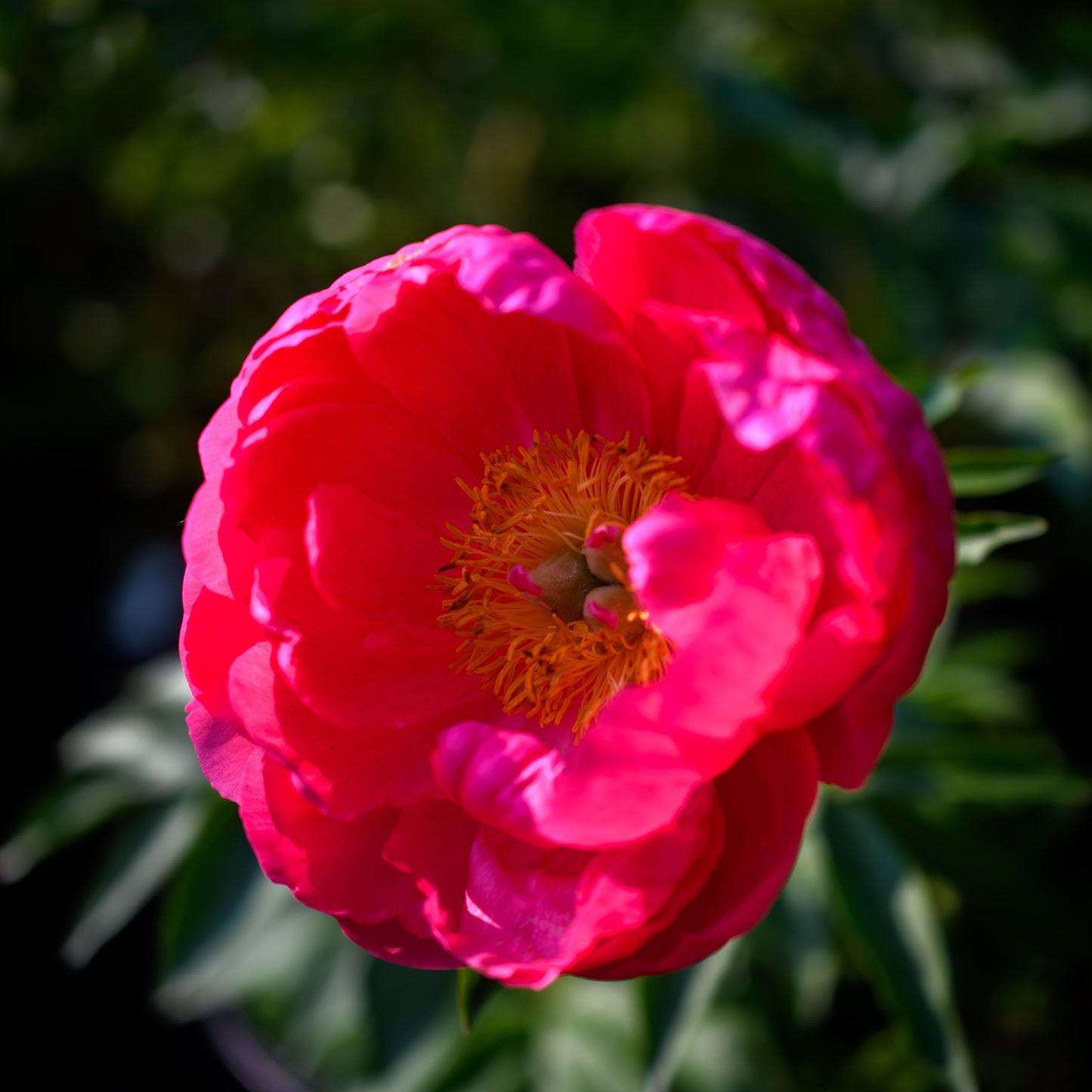 Paeonia (Herbaceous Hybrid) 'Cytherea' (Peony)