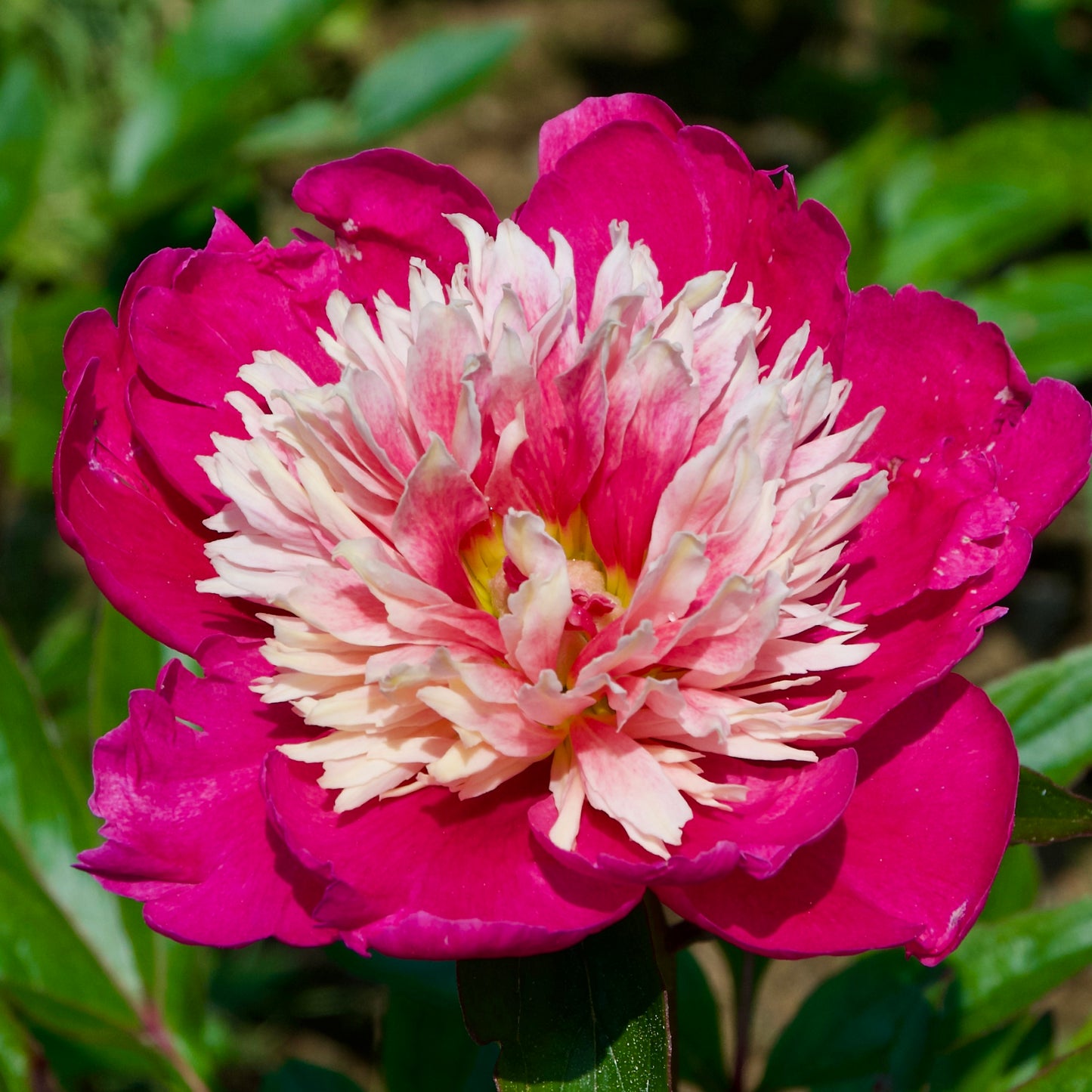 Paeonia lactiflora  'Daydream'