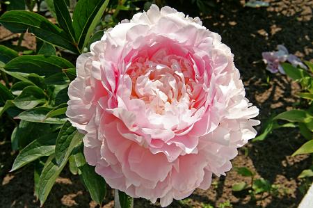 Paeonia lactiflora 'Dinner Plate' (Peony)
