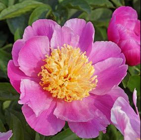 Pink peony flower with a yellow center surrounded by green leaves