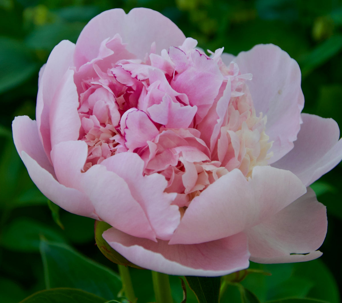 Paeonia lactiflora 'Eden's Perfume'