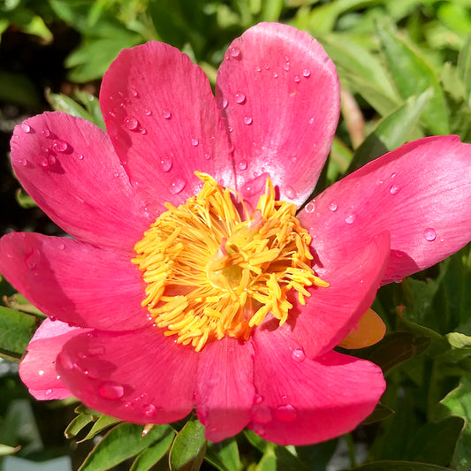 Paeonia lactiflora  'Glory Be'