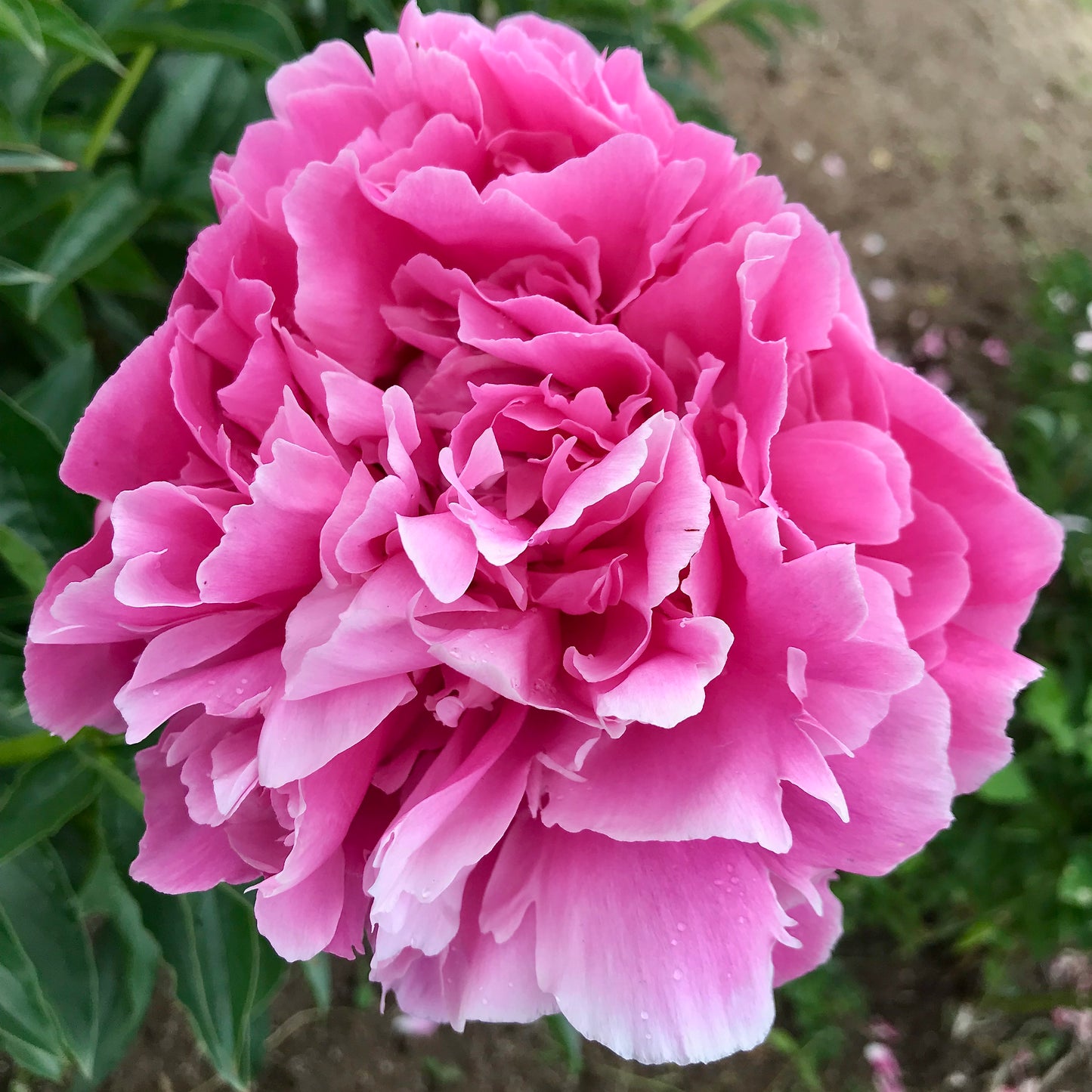 Paeonia lactiflora 'Jacorma'