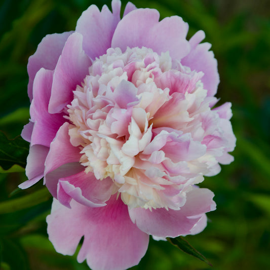 Paeonia  lactiflora  'Jules Verne'