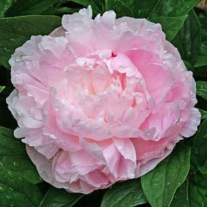 Paeonia lactiflora 'Lady Orchid' (Peony)