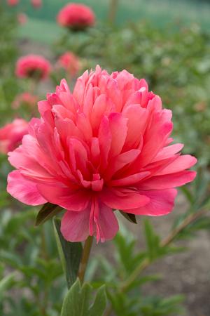 Paeonia (Herbaceous Hybrid) 'Lorelei' (Peony)