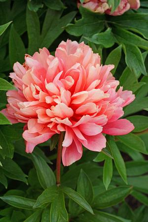 Paeonia (Herbaceous Hybrid) 'Lorelei' (Peony)