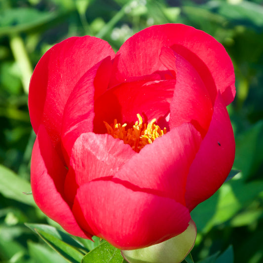 Paeonia lactiflora 'Lovely Rose'
