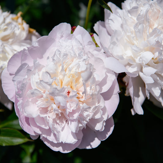 Paeonia lactiflora 'Madame Calot' (Peony)