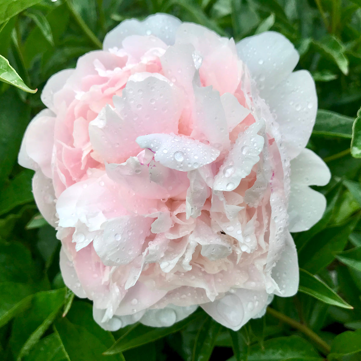 Paeonia lactiflora  'Nancy Nora'