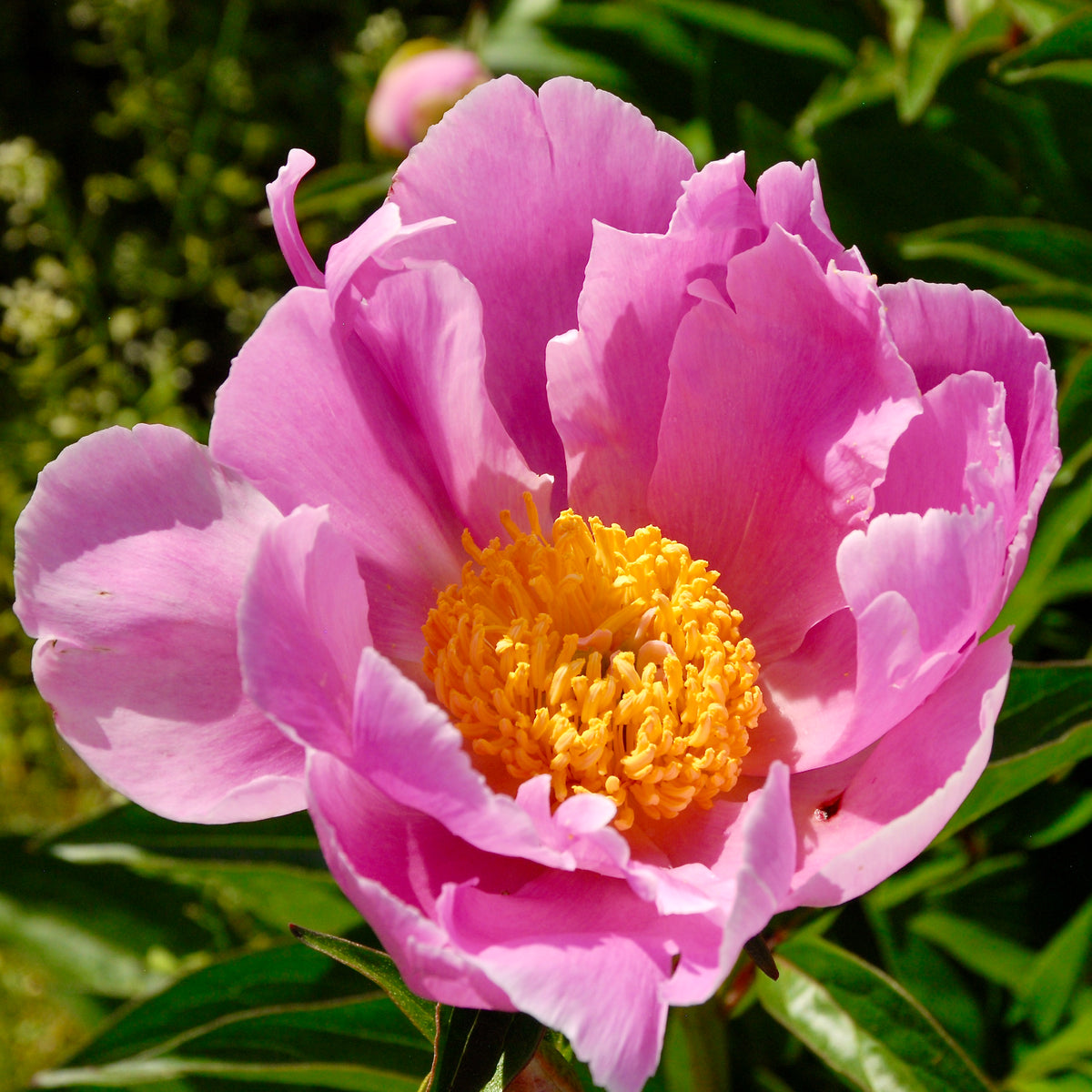 Paeonia lactiflora 'Pink Dawn'