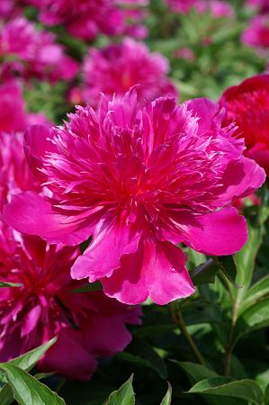 Paeonia lactiflora 'Purple Spider'