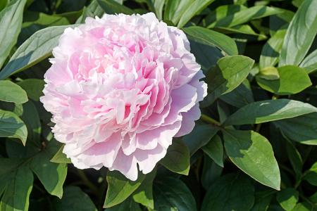 Paeonia lactiflora 'Sarah Bernhardt' (Peony)