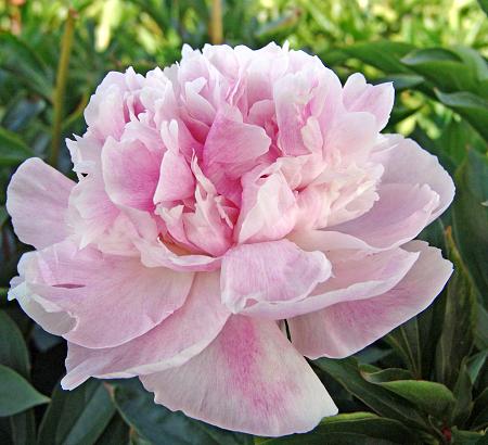 Paeonia 'Seeing Blue' (Herbaceous Hybrid Peony)