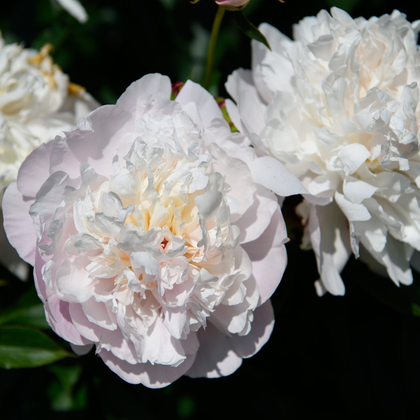 Paeonia lactiflora 'Shirley Temple'