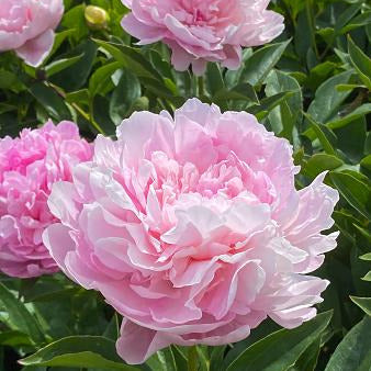 Close-up of pink peony flowers with green leaves