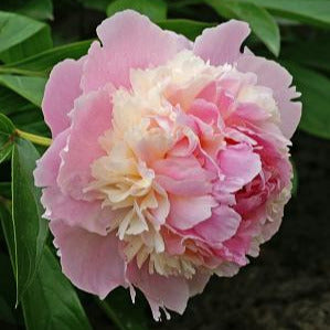 Pink and white peony flower with green leaves in the background